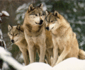 wolves<3 - animals photo