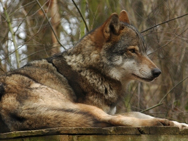 wolves - Wolves Photo (32102218) - Fanpop