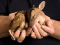 Baby Deer  - animals photo