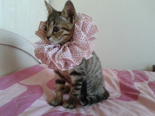 Fashionista kitten