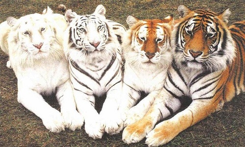 Multicolored tigers