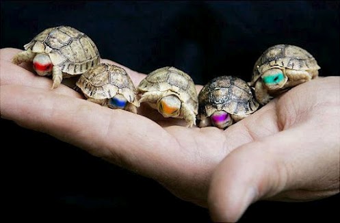  Real Ninja Turtles