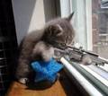 Sniper Cat!!!!!!! - random photo