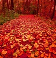 autumn - autumn photo