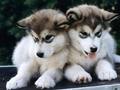 <33 - dogs photo