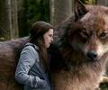 Bella and wolf Jacob,Eclipse - twilight-series photo
