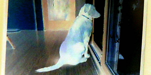  Ghost Dog Caught on Camera