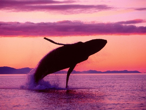 Hump Back Whale
