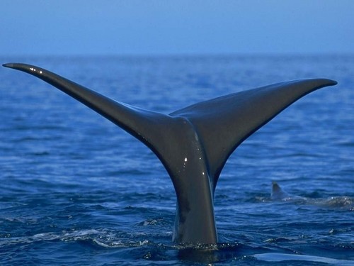  Hump Back baleia