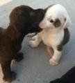 cute puppies kissing - dogs photo
