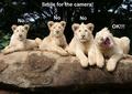 funny lions - beautiful-pictures photo