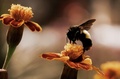 Bee - animals photo