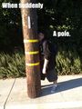 Damn Poles - random photo