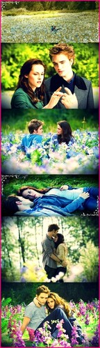  Edward and Bella scenes in their meadow