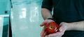 Edward and the apple "the forbidden fruit" - twilight-series photo