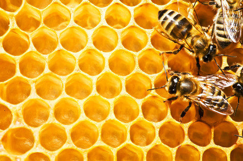 sarang madu, sarang lebah