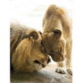 Lion Love - animals photo