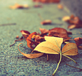Lovely leaves - autumn photo