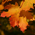 Lovely leaves - autumn photo