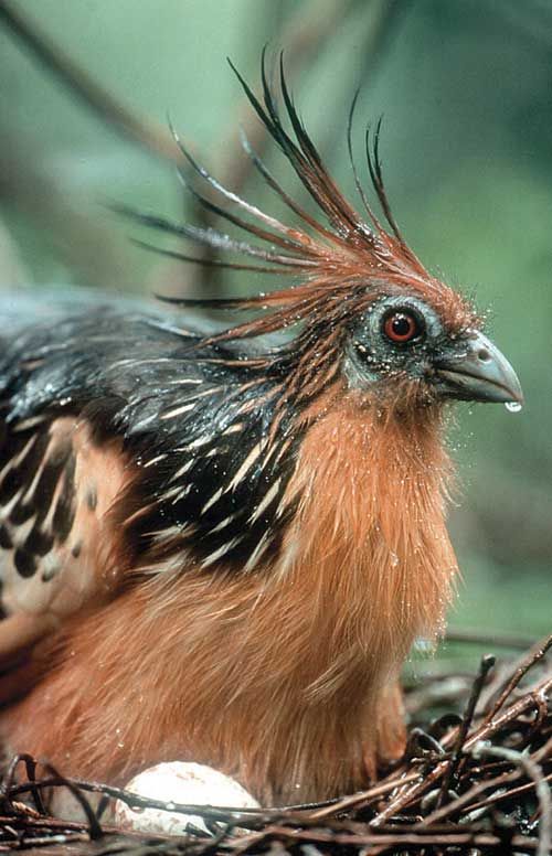 National Bird,Flower & Animal of Guyana - Guyana Photo (32429099) - Fanpop