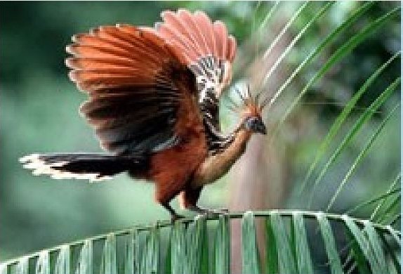 National Bird,Flower & Animal of Guyana - Guyana Photo (32429100) - Fanpop