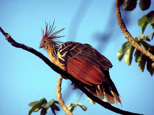 National Bird,Flower & Animal of Guyana - Guyana Photo (32429101) - Fanpop