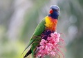 Parrot  - animals photo