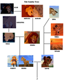 TLK Family Tree - the-lion-king fan art