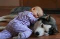 beautiful dog & baby - dogs photo