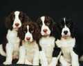 cute doggies  - dogs photo