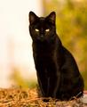 Black Cat - random photo