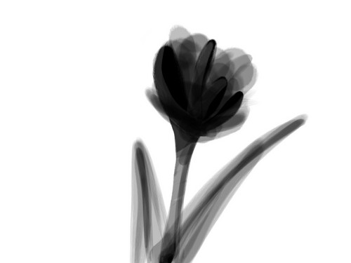 Dark fiore