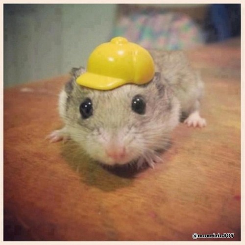 justin ,and his hamster CAP