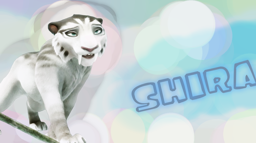  shira
