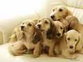 so sweet! - puppies photo