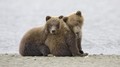 Bears  - animals photo