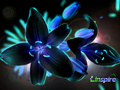 Black Lily - random photo