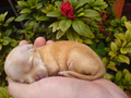 Chihuahua <3  - all-small-dogs photo