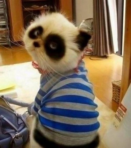  Panda Kitty
