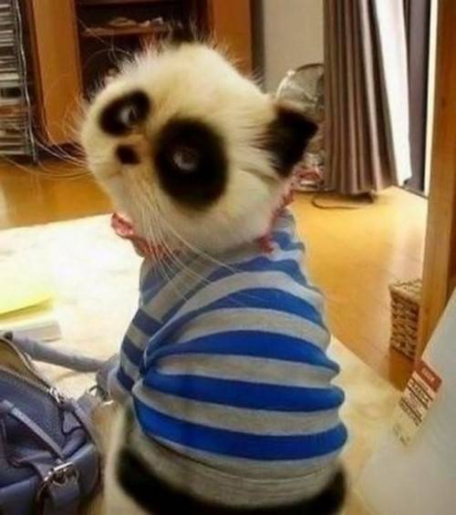 Panda Kitty - Cats Photo (32612264) - Fanpop