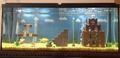 Super Mario Bros in a fish tank - super-mario-bros fan art