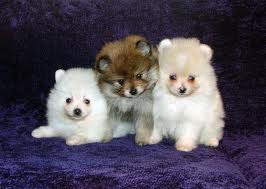  small perros