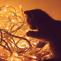 Kitty/Lights - christmas photo