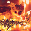 Kitty/Lights - christmas photo
