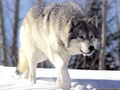 wolves - Winter Wolf wallpaper