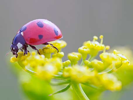  beautiful ladybugs