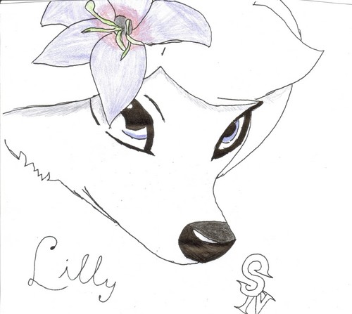  lilly