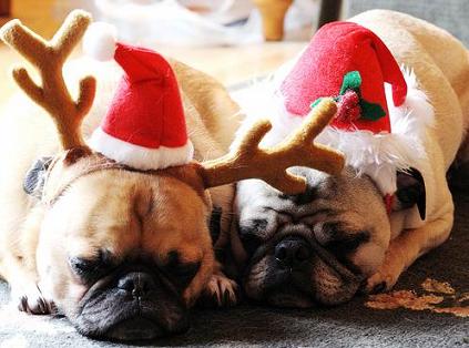 ★ Pets love Christmas too ☆ 