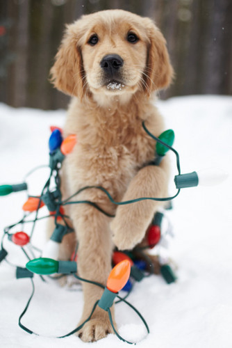  ★ Pets 愛 クリスマス too ☆