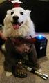 Dog Whovian - doctor-who photo